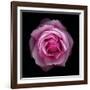 Botanical Harmony III-Diane Lucas-Framed Giclee Print