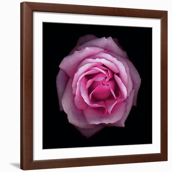 Botanical Harmony III-Diane Lucas-Framed Giclee Print