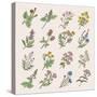 Botanical Herbs and Flowers. Hand Drawing Pictures Isolate on White Background. Botanical Flower Bl-ONYXprj-Stretched Canvas