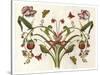 Botanical Hybrid II-Naomi McCavitt-Stretched Canvas