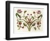 Botanical Hybrid II-Naomi McCavitt-Framed Art Print