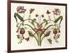 Botanical Hybrid II-Naomi McCavitt-Framed Art Print