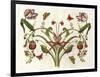 Botanical Hybrid II-Naomi McCavitt-Framed Art Print