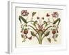 Botanical Hybrid II-Naomi McCavitt-Framed Art Print