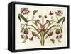 Botanical Hybrid II-Naomi McCavitt-Framed Stretched Canvas