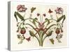 Botanical Hybrid II-Naomi McCavitt-Stretched Canvas