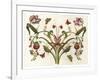 Botanical Hybrid II-Naomi McCavitt-Framed Art Print