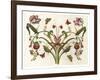 Botanical Hybrid II-Naomi McCavitt-Framed Art Print