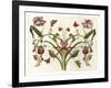 Botanical Hybrid II-Naomi McCavitt-Framed Art Print