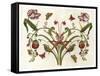 Botanical Hybrid II-Naomi McCavitt-Framed Stretched Canvas