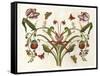 Botanical Hybrid II-Naomi McCavitt-Framed Stretched Canvas