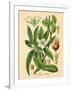 Botanical I-N. Harbick-Framed Art Print