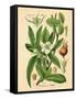 Botanical I-N. Harbick-Framed Stretched Canvas