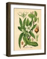 Botanical I-N. Harbick-Framed Art Print