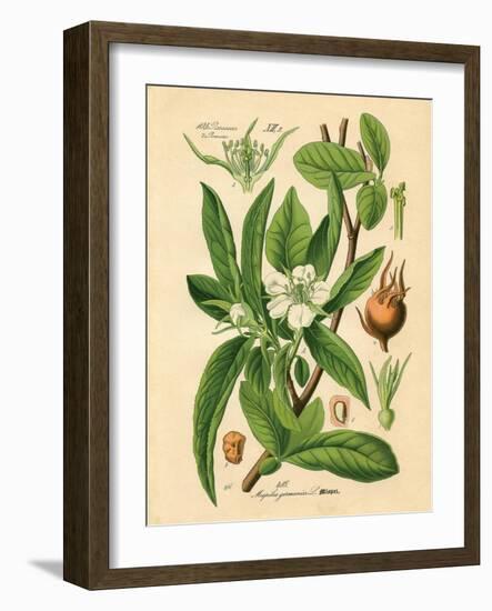 Botanical I-N. Harbick-Framed Art Print