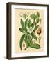 Botanical I-N. Harbick-Framed Art Print