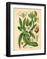 Botanical I-N. Harbick-Framed Art Print