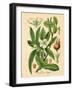 Botanical I-N. Harbick-Framed Art Print