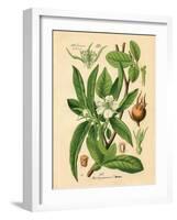Botanical I-N. Harbick-Framed Art Print