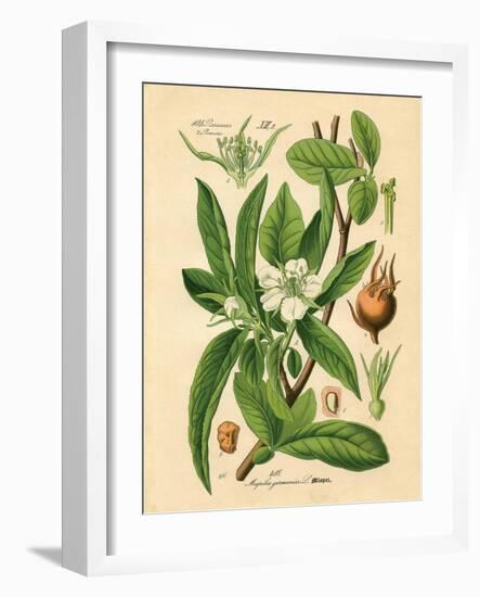 Botanical I-N. Harbick-Framed Art Print