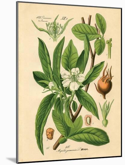 Botanical I-N. Harbick-Mounted Art Print