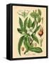 Botanical I-N. Harbick-Framed Stretched Canvas