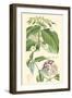 Botanical II-Jacob Dietrich-Framed Art Print