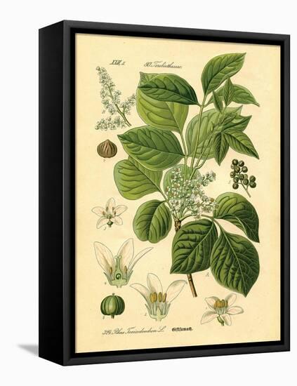 Botanical II-N. Harbick-Framed Stretched Canvas