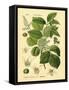 Botanical II-N. Harbick-Framed Stretched Canvas