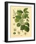 Botanical II-N. Harbick-Framed Art Print