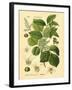 Botanical II-N. Harbick-Framed Art Print