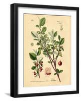 Botanical III-N. Harbick-Framed Art Print