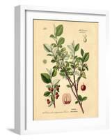 Botanical III-N. Harbick-Framed Art Print