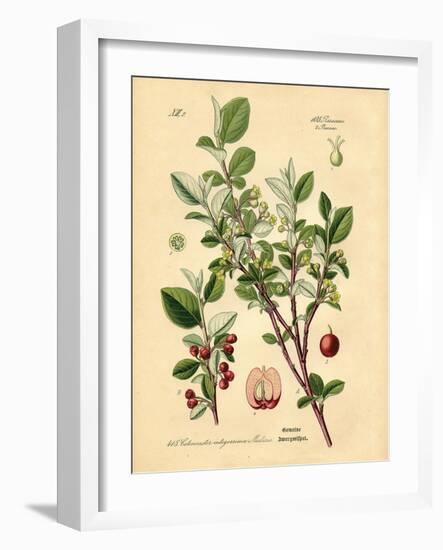 Botanical III-N. Harbick-Framed Art Print