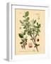 Botanical III-N. Harbick-Framed Art Print