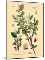 Botanical III-N. Harbick-Mounted Art Print