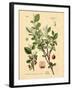 Botanical III-N. Harbick-Framed Art Print