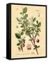 Botanical III-N. Harbick-Framed Stretched Canvas