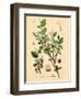 Botanical III-N. Harbick-Framed Art Print