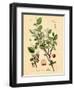 Botanical III-N. Harbick-Framed Art Print