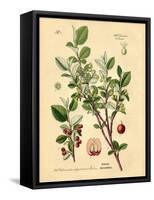 Botanical III-N. Harbick-Framed Stretched Canvas