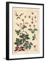 Botanical Illustration of a Geranium Flower, Petals, Leaves, 1897 (Lithograph)-Eugene Grasset-Framed Giclee Print