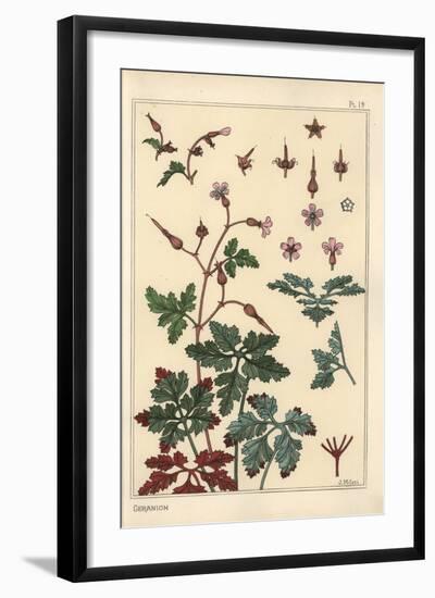 Botanical Illustration of a Geranium Flower, Petals, Leaves, 1897 (Lithograph)-Eugene Grasset-Framed Giclee Print