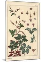 Botanical Illustration of a Geranium Flower, Petals, Leaves, 1897 (Lithograph)-Eugene Grasset-Mounted Giclee Print