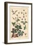 Botanical Illustration of a Geranium Flower, Petals, Leaves, 1897 (Lithograph)-Eugene Grasset-Framed Giclee Print