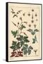 Botanical Illustration of a Geranium Flower, Petals, Leaves, 1897 (Lithograph)-Eugene Grasset-Framed Stretched Canvas