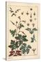 Botanical Illustration of a Geranium Flower, Petals, Leaves, 1897 (Lithograph)-Eugene Grasset-Stretched Canvas