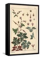 Botanical Illustration of a Geranium Flower, Petals, Leaves, 1897 (Lithograph)-Eugene Grasset-Framed Stretched Canvas