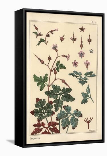 Botanical Illustration of a Geranium Flower, Petals, Leaves, 1897 (Lithograph)-Eugene Grasset-Framed Stretched Canvas