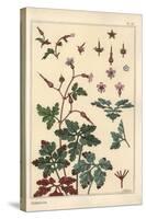 Botanical Illustration of a Geranium Flower, Petals, Leaves, 1897 (Lithograph)-Eugene Grasset-Stretched Canvas